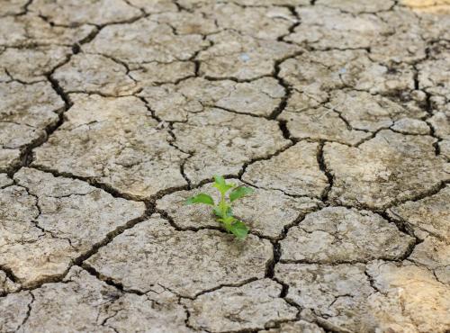 Tree growing through cracked soil