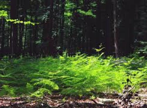 Image of forest