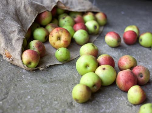 Cover photo showing apples for the APSRG's event on food waste and food loss