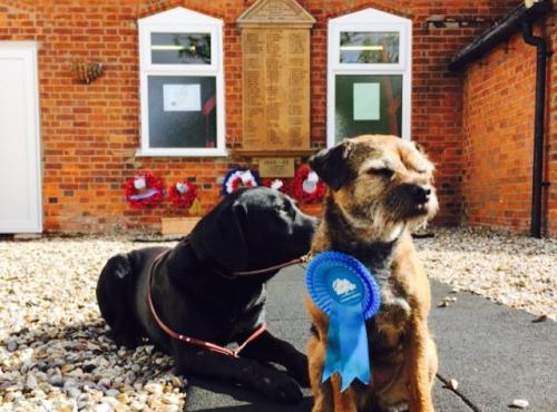 Two dogs wearing rosettes being cute