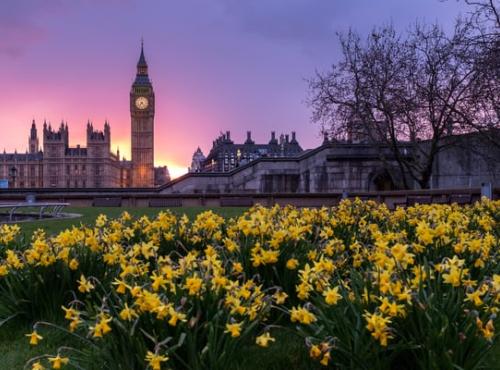 Daffodils in front of the Palace of Westminster at sunset